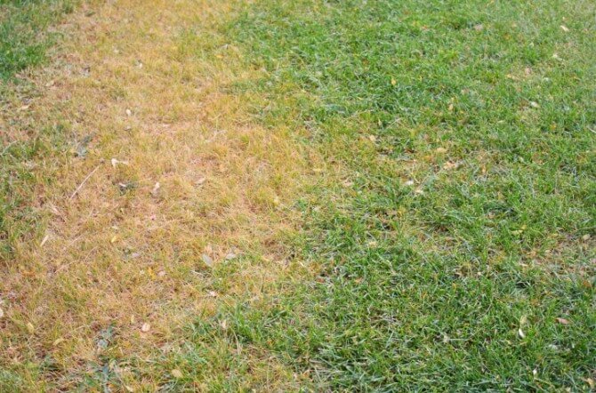 5 Common Types of Lawn Disease