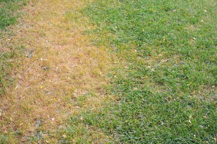 5 Common Types of Lawn Disease