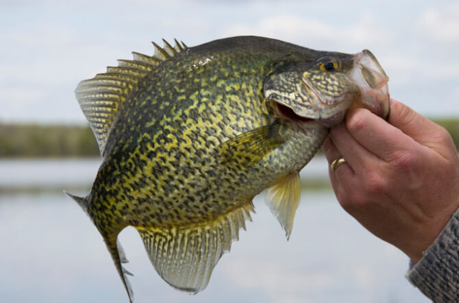 What are Crappie?