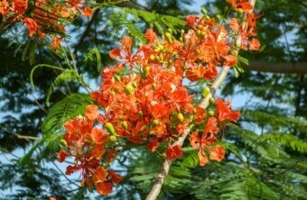 The Poinciana Tree Makes a Colorful Statement