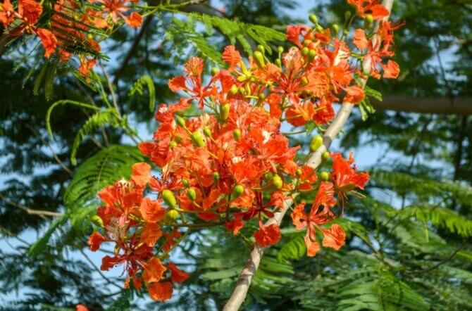The Poinciana Tree Makes a Colorful Statement
