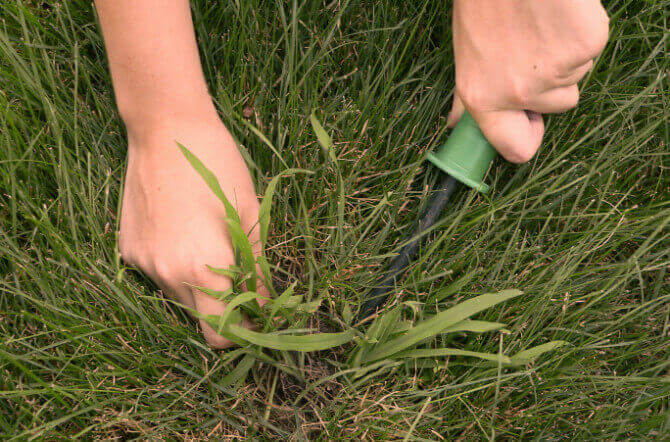 What is Pre‐Emergent Weed Control?