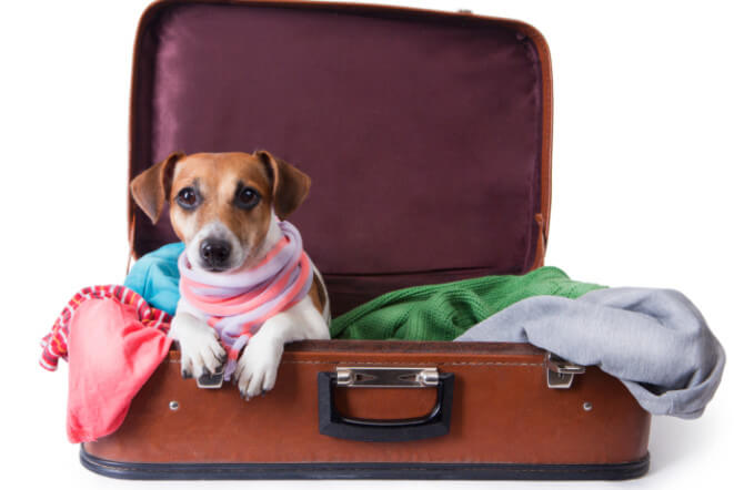 Tips for Airline Travel with Pets