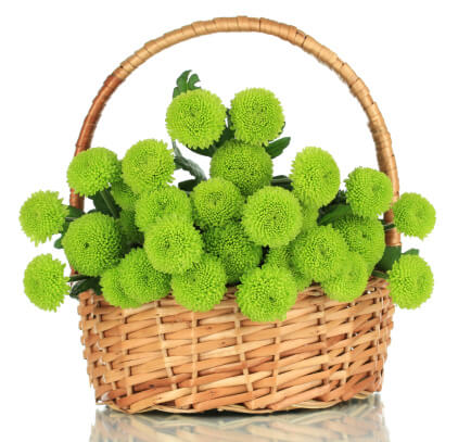 Green-Bouquet-Chrysanthemum
