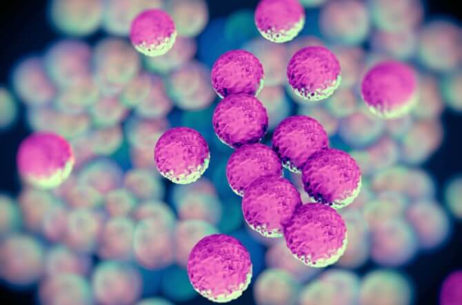 MRSA bacteria or superbug