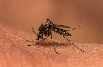 The Connection between Malaria and Mosquitoes