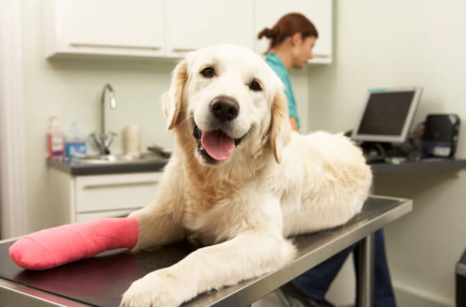 How Does Pet Insurance Work?