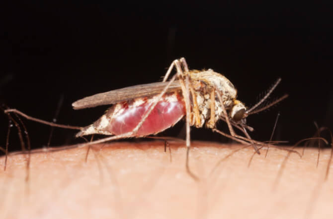 Tips on How to Get Rid of Mosquitoes