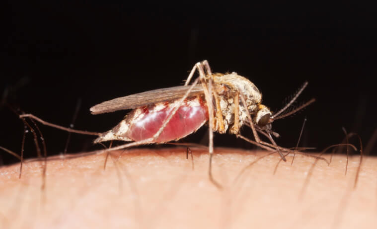 Tips on How to Get Rid of Mosquitoes