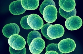 What Is Staphylococcus Aureus?