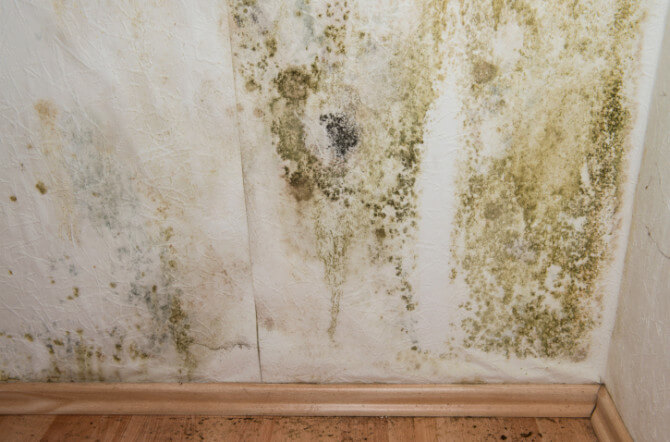 Can You Paint Over Mildew?