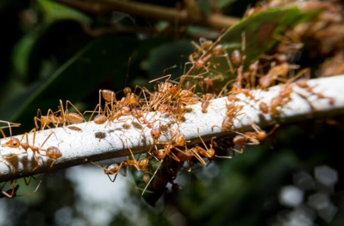 Fire Ants and How to Get Rid of Them