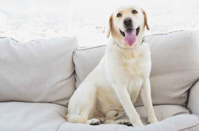 Remove Odors From Upholstery