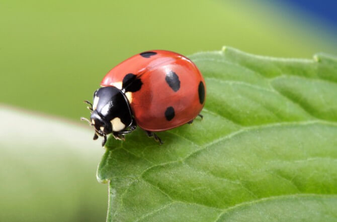 Top 10 Beneficial Insects For The Garden