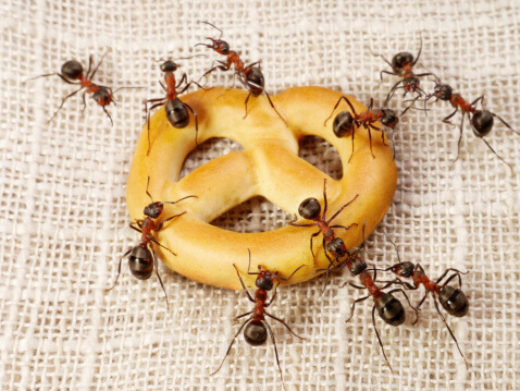 Top 10 Ways to Get Rid of Ants