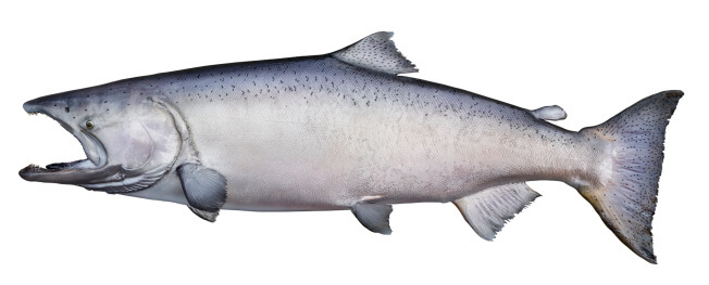 Trophy king (chinook) salmon