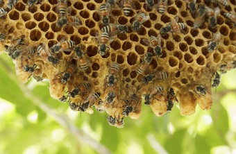 Bee Hive Removal