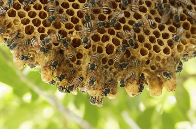 large bee hive