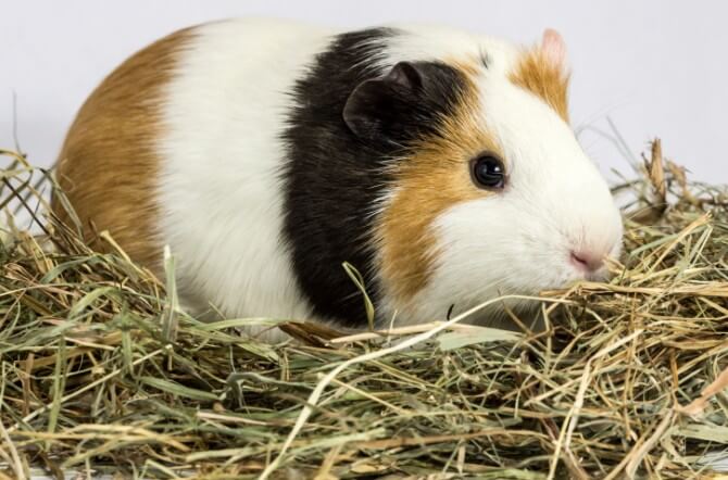 Three color Guinea pig on hay.