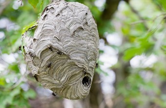 Hornets Nest Removal