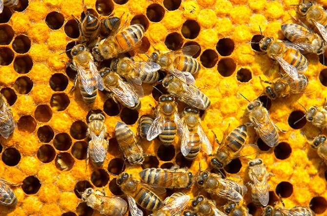 How to Kill Bees Naturally