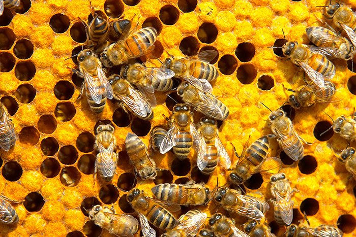 bees in honey comb