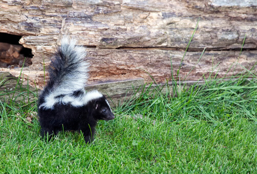 Alert baby skunk