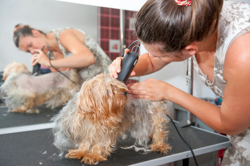 Female groomer haircut Yorkshire Terrier