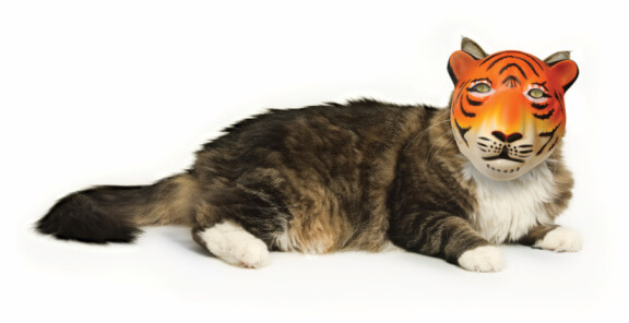 cat wearing tiger mask