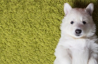 Top 10 Deodorizing Carpet Tips