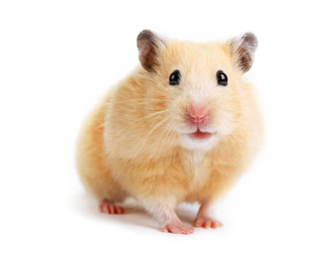 Understanding Hamster Behavior