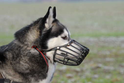 Dog with muzzle