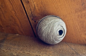 Wasp Nests And How To Get Rid Of Them