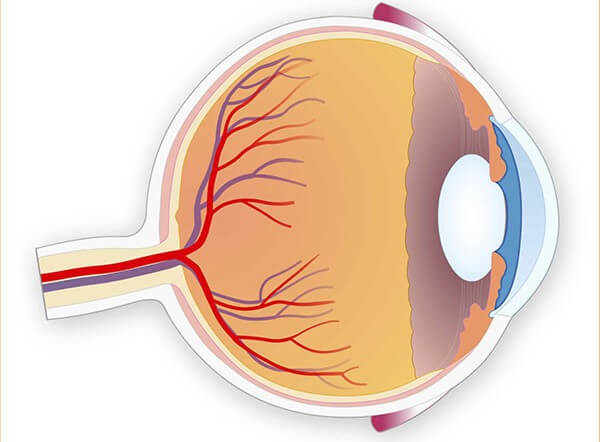 close-up diagram of eye