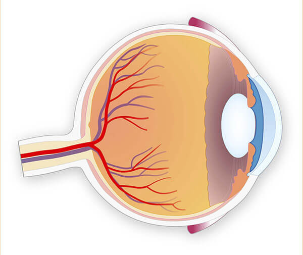 close-up diagram of eye