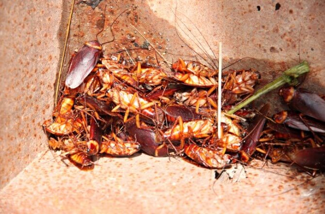 Cockroaches to dead and combination in bin.