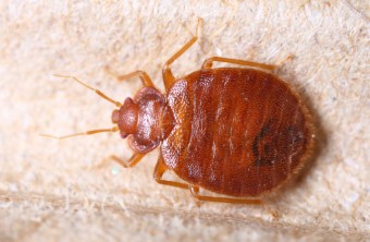 How to Get Rid of Bed Bugs and Keep Them Away