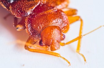 Why Is It So Difficult to Get Rid of Bedbugs?