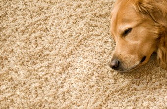 How to Handle Pet Stains in the Carpet