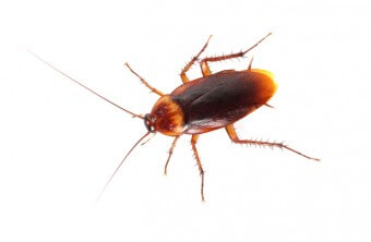 Pest Control Methods to Eliminate Roaches