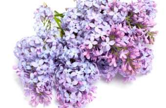 The Perfect Lilac Bouquet
