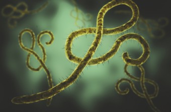 What Are the Symptoms of Ebola Virus?