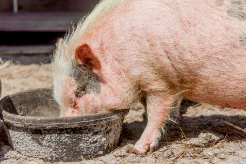 Some Basics of Pot-Bellied Pig Care and Feeding