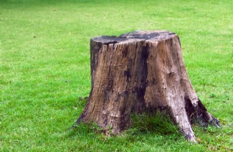5 Reasons Why You Need Stump Removal