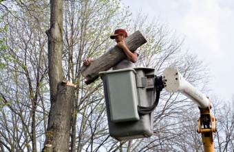 7 Signs You Need Emergency Tree Removal