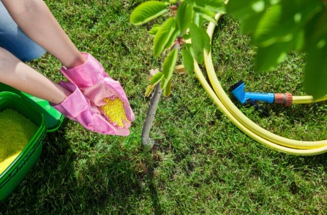 pink gloves putting fertilizer on tree