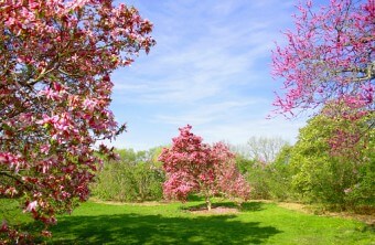 Care Tips for Your Magnolia Tree