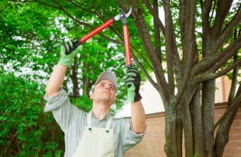 Tree Service Checklist For Spring And Fall