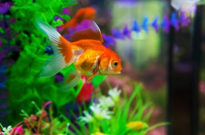 Goldfish in aquarium with green plants, snag and stones
