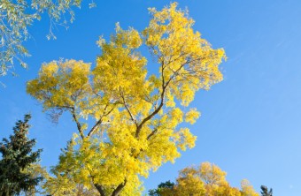 How to Keep Your Ash Tree Healthy